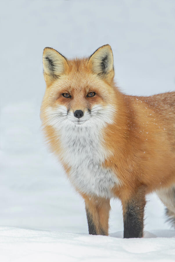 Stunning Fox Photograph by Kent Keller