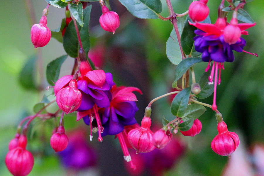 Stunning Fuchsia Photograph by Living Color Photography Lorraine Lynch