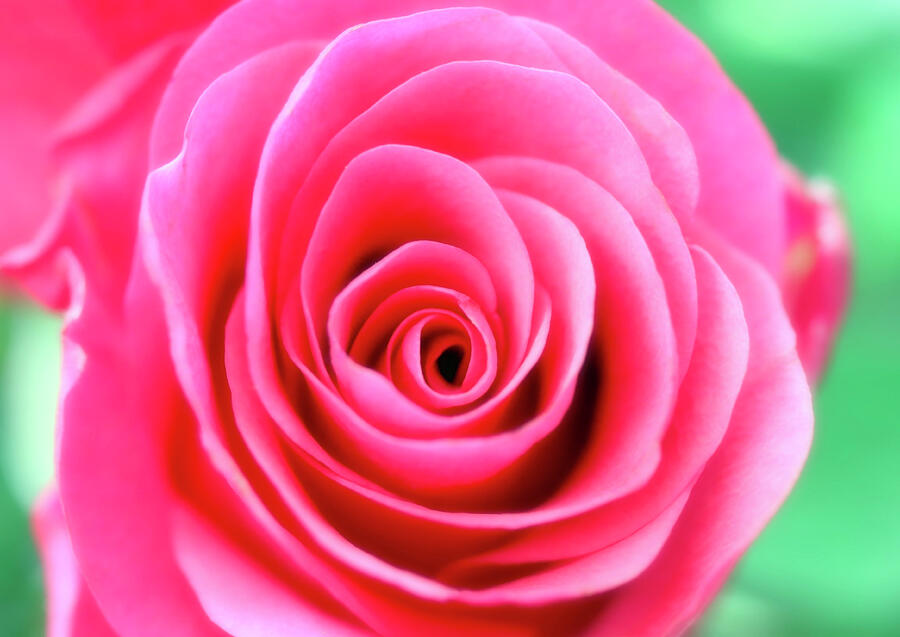 Stunning Garden Rose HDR Macro Photograph by Johanna Hurmerinta