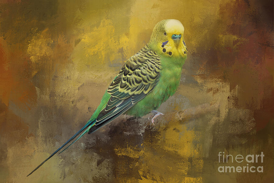 Stunning Green Parakeet Digital Art by Elisabeth Lucas | Fine Art America