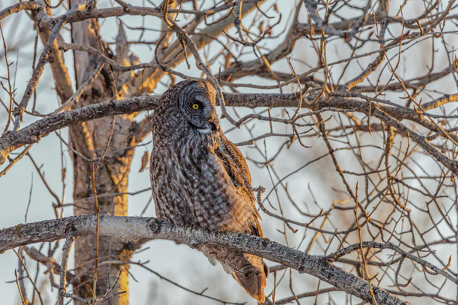 Owl Photograph - Stunning Grey At Sundown by Yeates Photography
