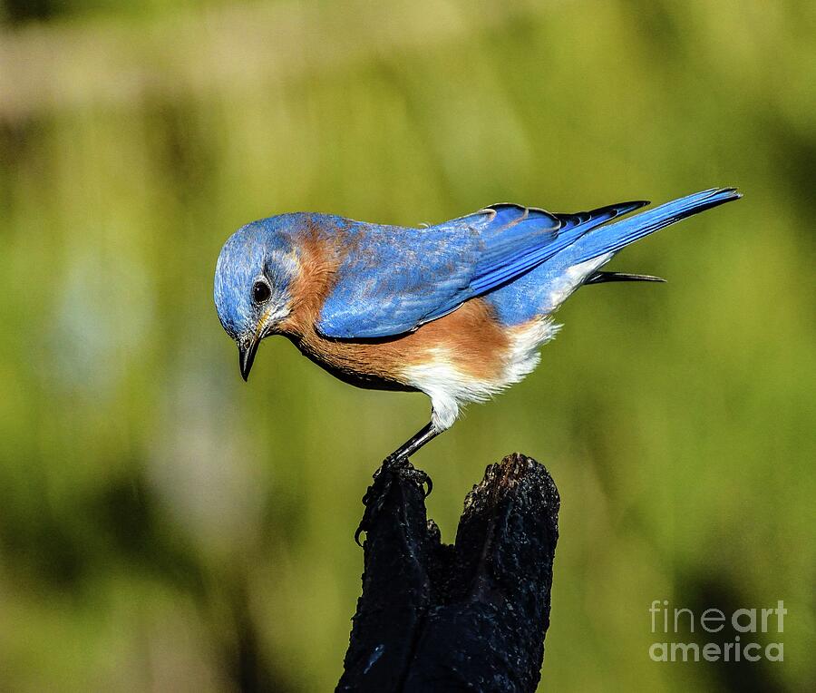 Bluebird Photograph - Stunning Male Eastern Bluebird Landed in the Sun by Cindy Treger