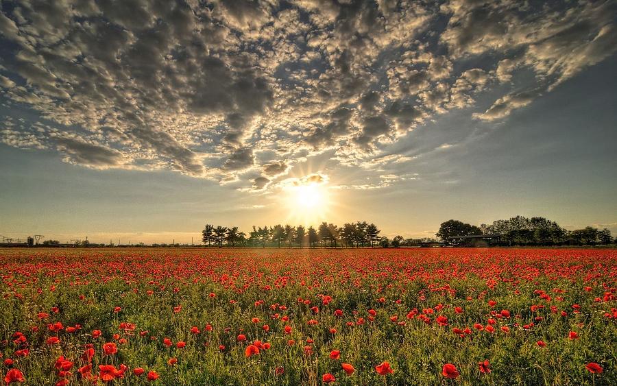 Stunning Miraculous Idyllic Blossom Field Sunset Ultra HD Photograph by