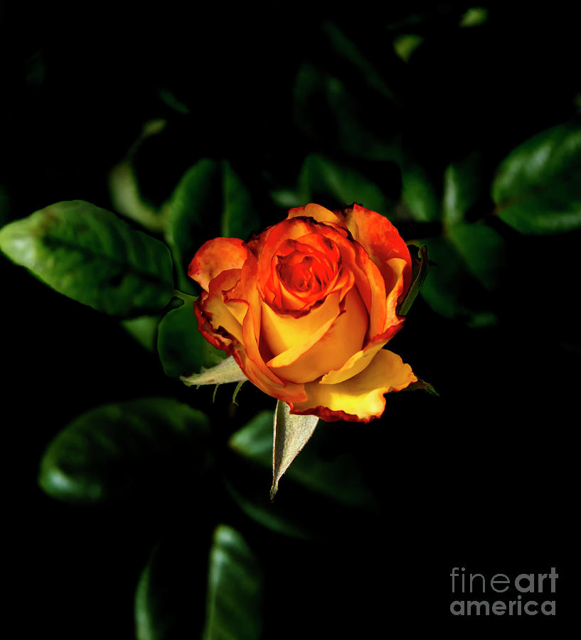Stunning Multi-Colored Rosebud Photograph by Al Bourassa