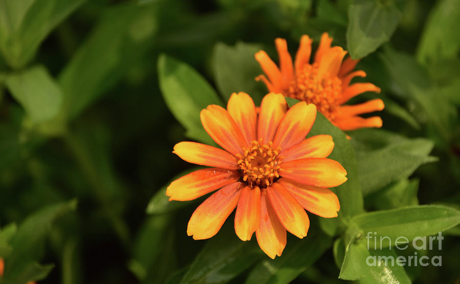Stunning Orange Gerber Daisies Blooming in the Summer Photograph by DejaVu Designs