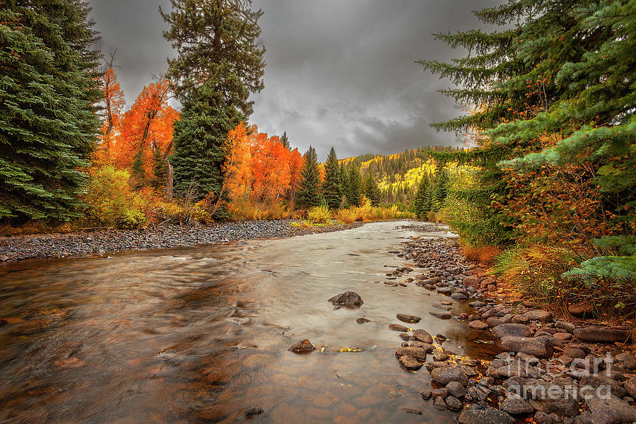 Stunning Patch of Orange Photograph by Steven Reed