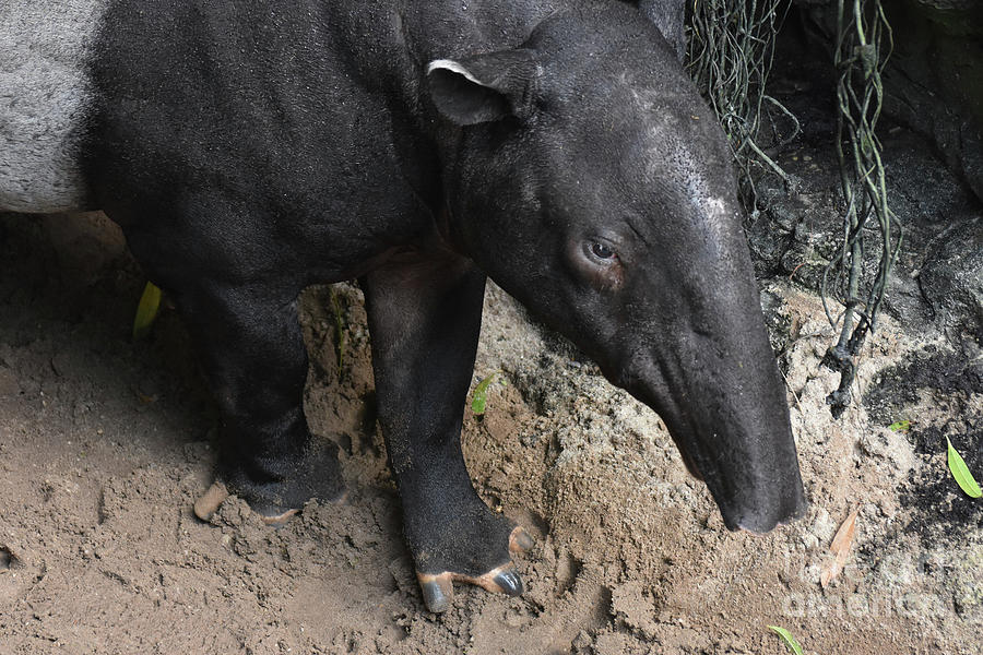 Stunning photo of a wild tapir animal  Photograph by DejaVu Designs