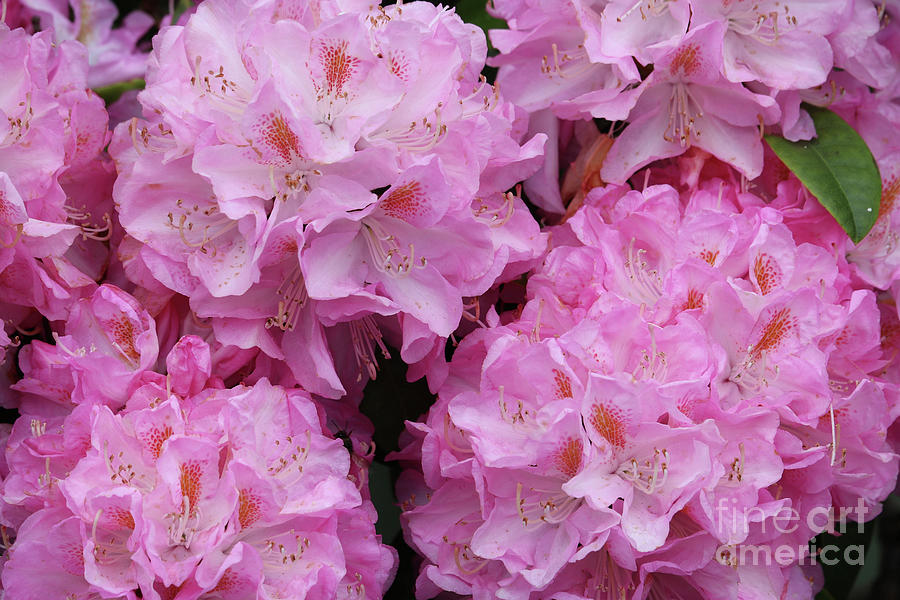 Stunning Pink Rhododendrons Photograph by Carol Groenen