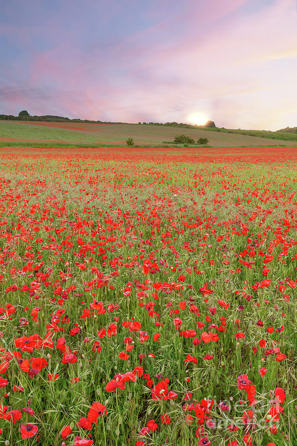 Norfolk poppy fields at sunrise in England Photograph by Simon Bratt