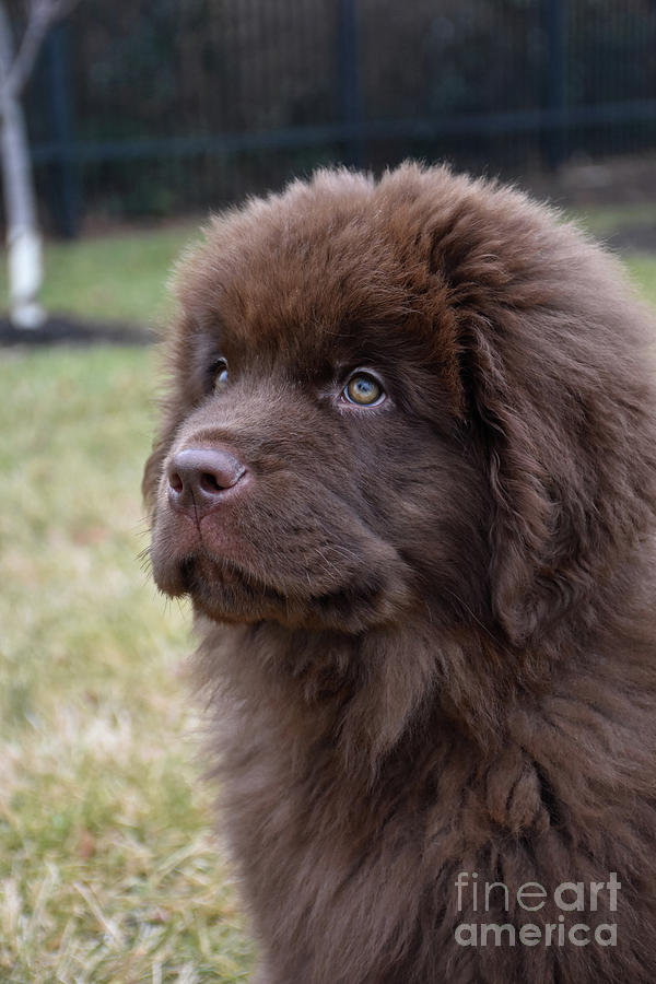 Stunning Profile of a Chocolate Brown Newfoundland Pup Photograph by ...