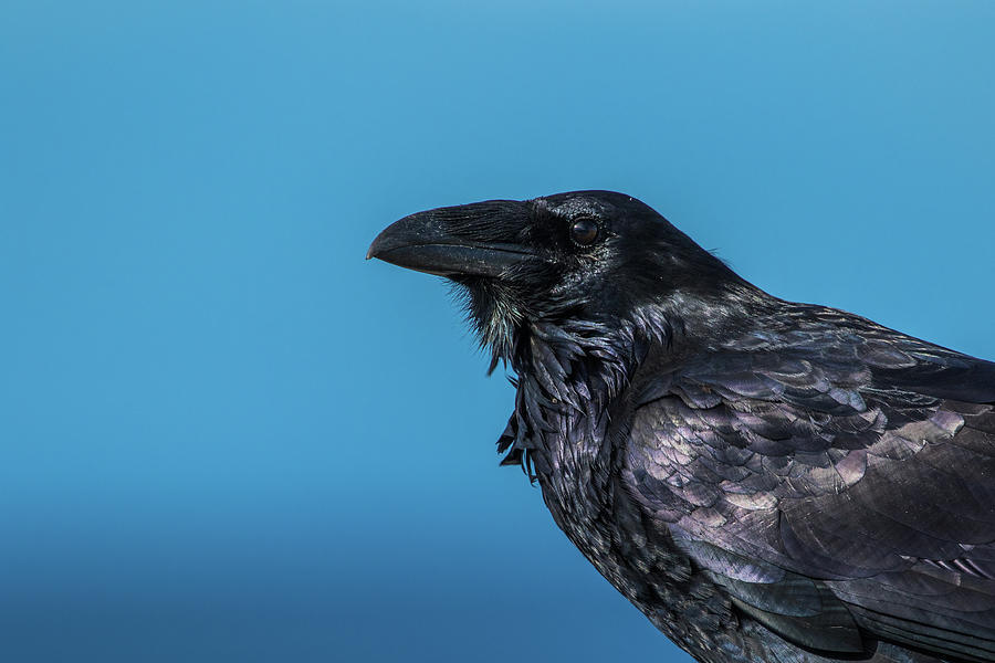 Stunning Raven Photograph by Michelle Pennell