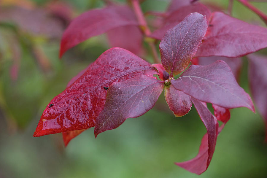 Stunning Red Autumn Leaves Of The Blueberry Plant, Vaccinium patriot Photograph