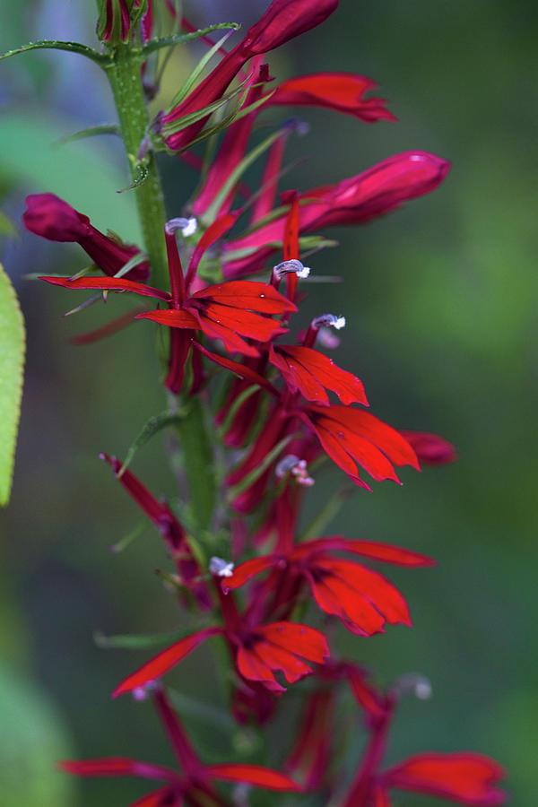 Stunning Red Cardinal Lobelia Wildflowers Photograph by Kathy Clark