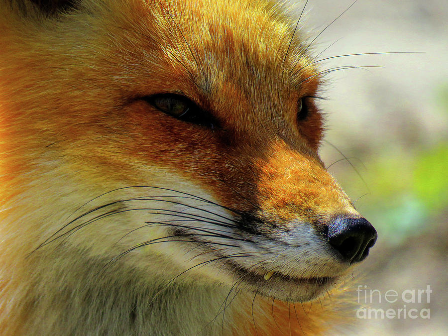 Stunning Red Fox Photograph by Dianne Cowen Cape Cod Photography