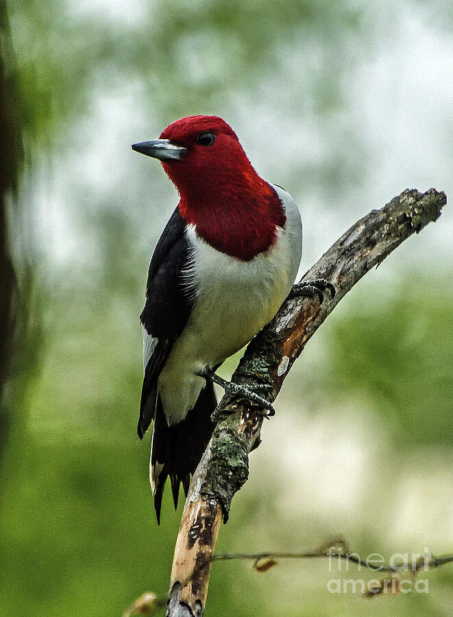 Stunning Red-headed Woodpecker Photograph