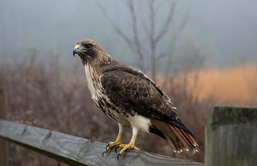 Hawk Photograph - Stunning Red-tailed Hawk on Rustic Fence During Foggy Morning by Deborah Roy