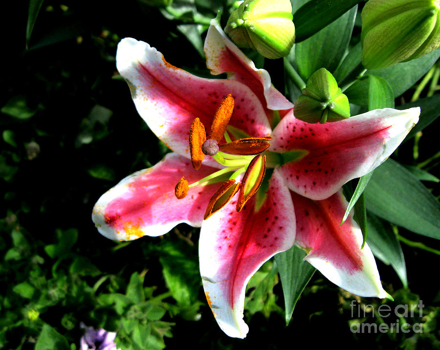 Stunning Stargazer Lily Photograph by Kathryn Jones | Fine Art America