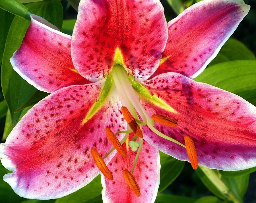Stunning Stargazer Lily Photograph by Will Borden