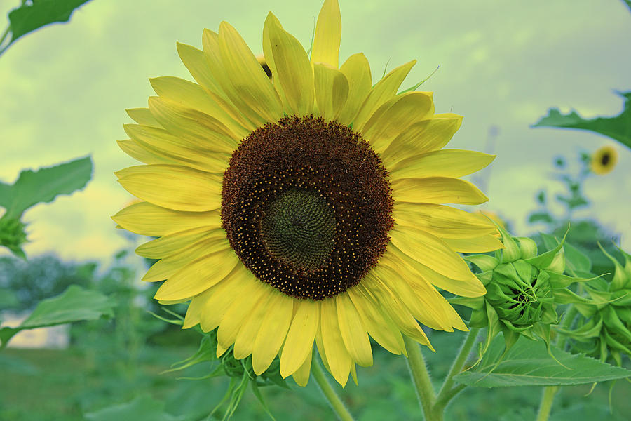Stunning Sunflower Photograph