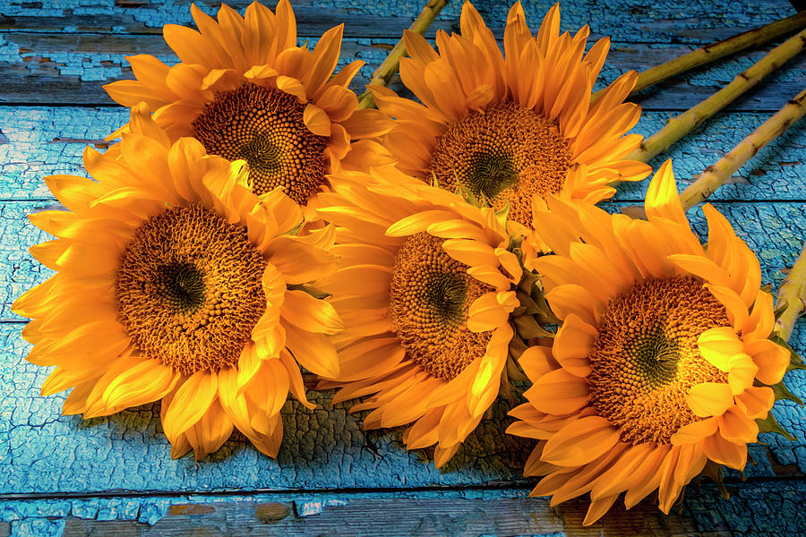 Sunflower Photograph - Stunning Sunflowers by Garry Gay