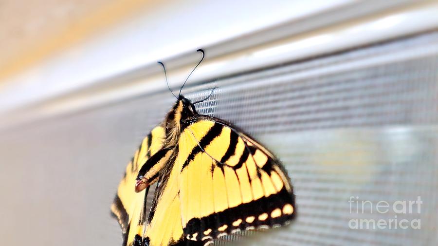 Window Whimsy Tiger Swallowtail Butterfly At Rest Photograph