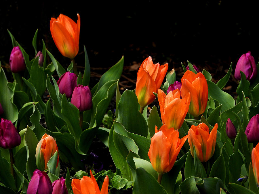 Stunning Tulips Photograph by Living Color Photography Lorraine Lynch