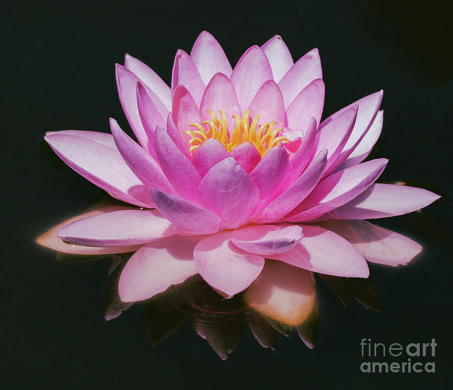 Water Lily Photograph - Stunning Waterlily by Douglas White