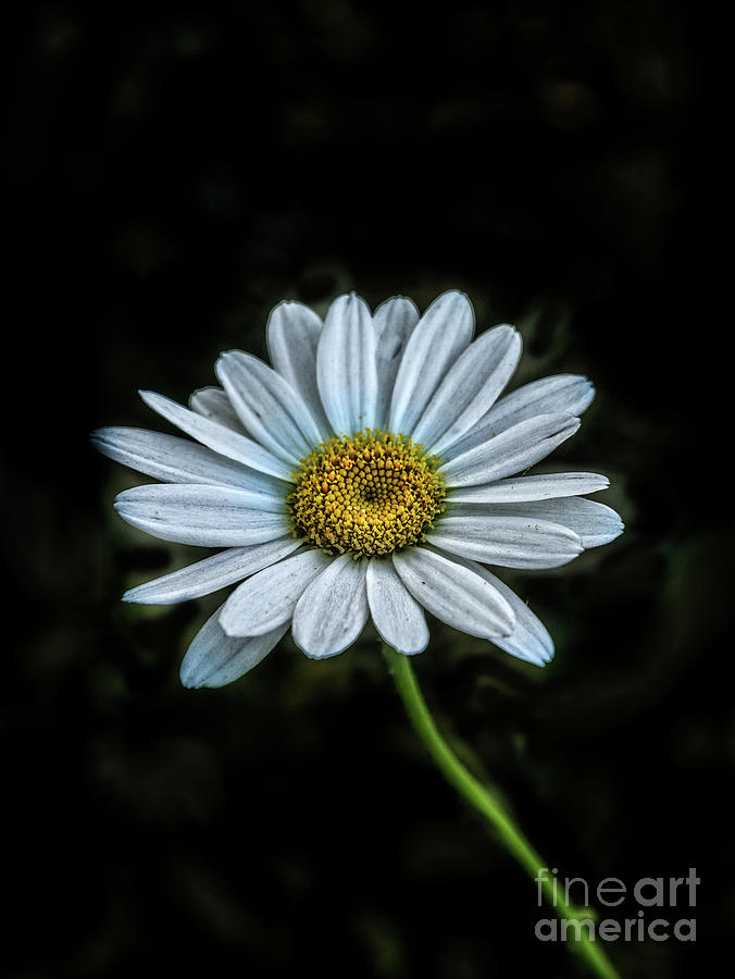 Stunning White Daisy Photograph by Robert Bales - Fine Art America