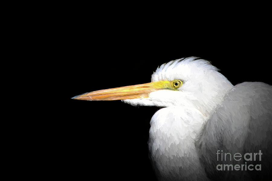Bird Digital Art - Stunning White Heron by Elisabeth Lucas