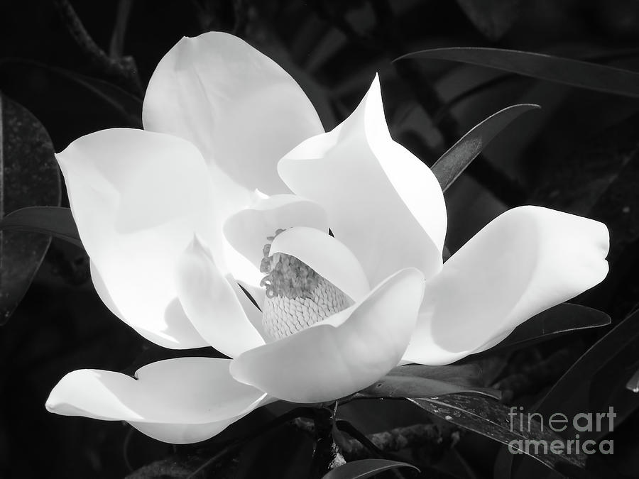 Stunning White Magnolia Blossom Photograph by D Hackett