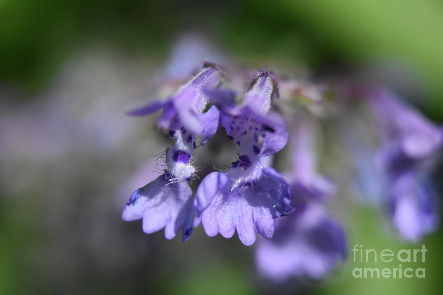 Stunningly Beautiful Flowering Purple Catmint Flower Blossom Photograph by DejaVu Designs