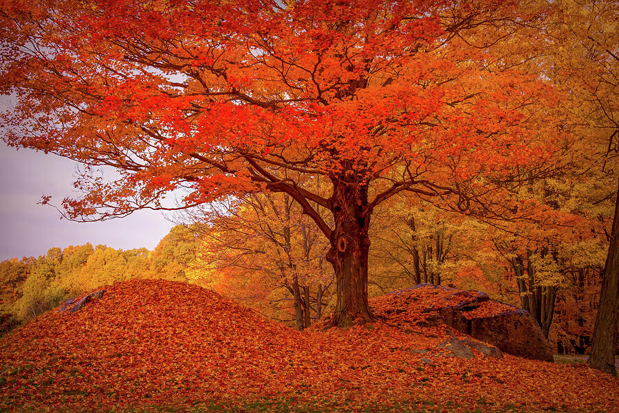 Landscape Photograph - Sturdy Maple in Autumn Orange by Jeff Folger