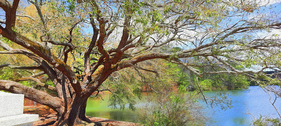 Sturdy Old  Live Oak Tree Photograph by Ola Allen