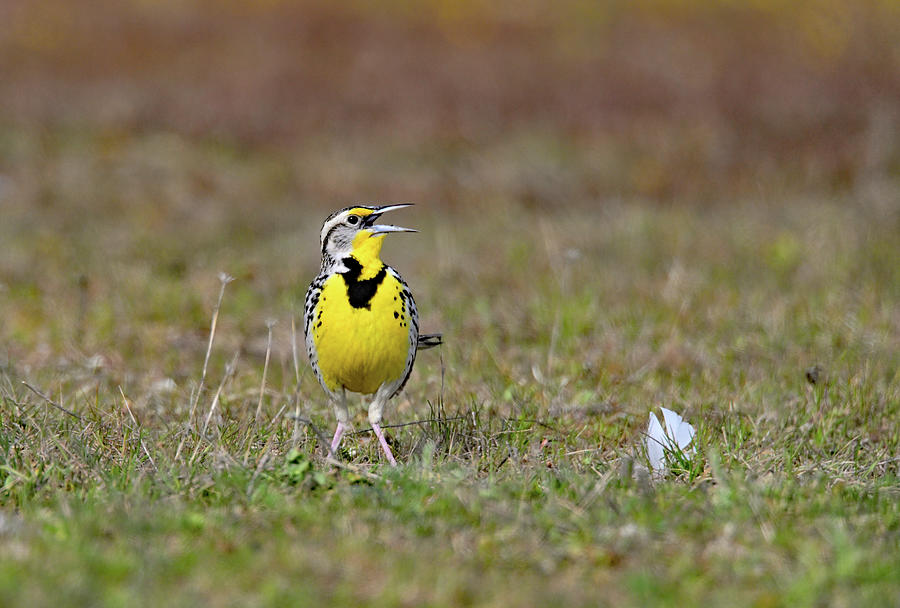 Sturnella neglecta - Western meadowlark singing her heart out Photograph by Amazing Action Photo Video