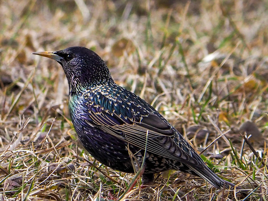 Sturnus vulgaris Photograph by Tomas Meskutavicius