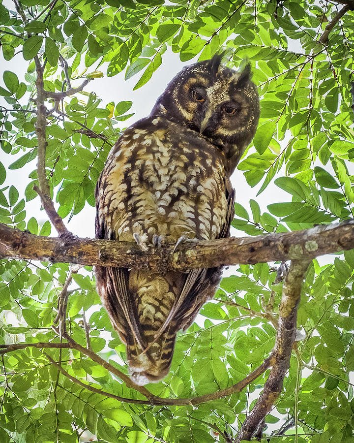 Stygian Owl La Macarena Meta Colombia Photograph by Adam Rainoff