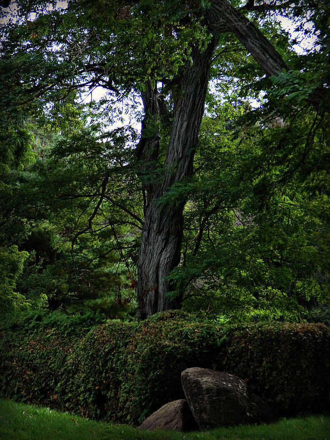 Style Of A Tree Photograph by Cyryn Fyrcyd