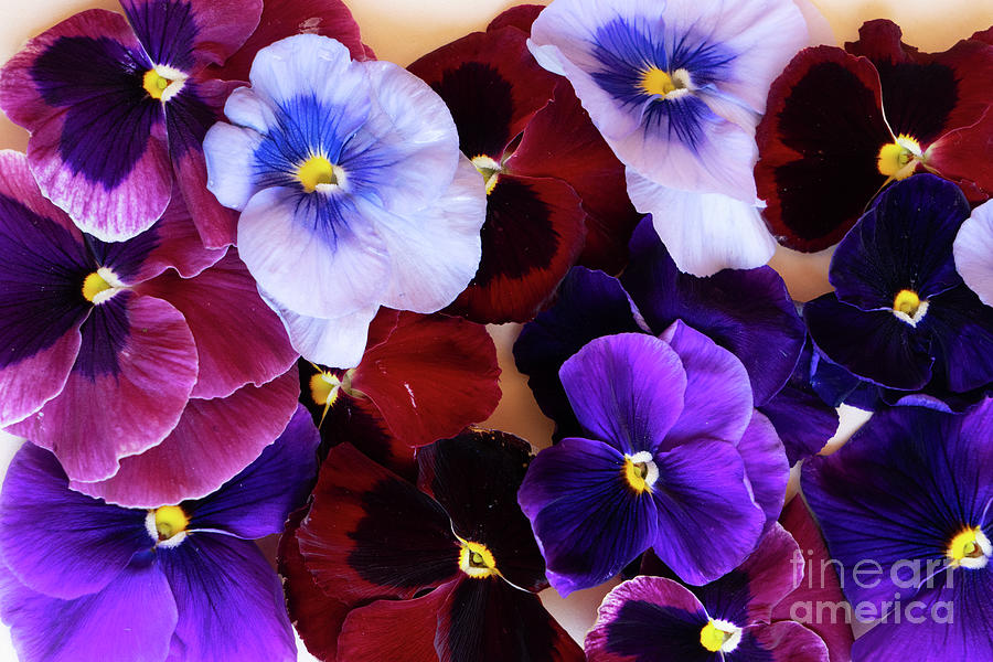 Styled Pansies Photograph by Anastasy Yarmolovich