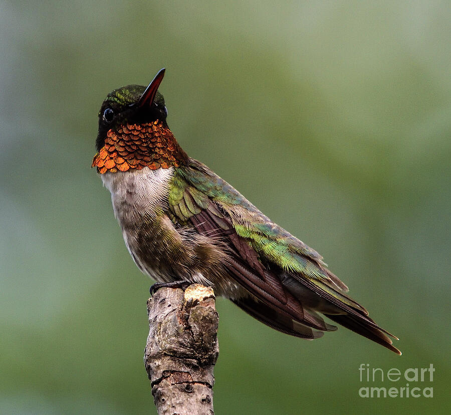 Stylish Looking Male Ruby-throated Hummingbird Photograph