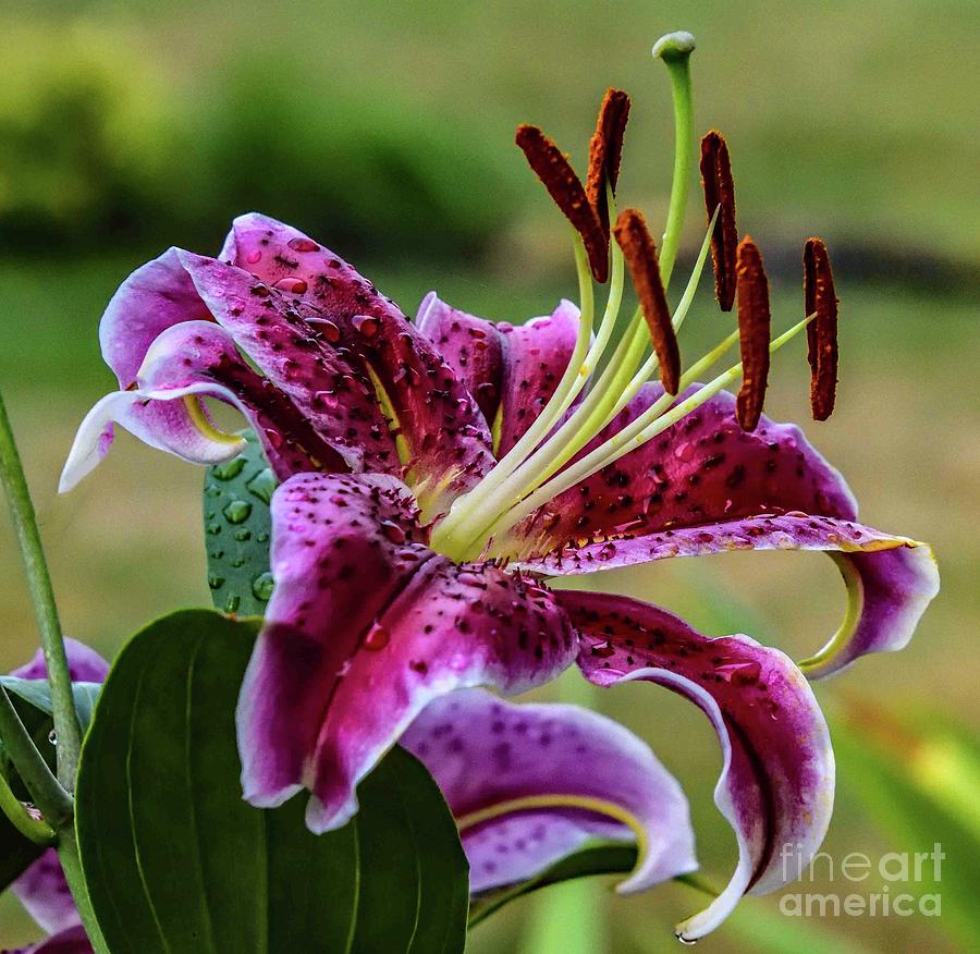 Stylish Stargazer Photograph by Cindy Treger - Fine Art America