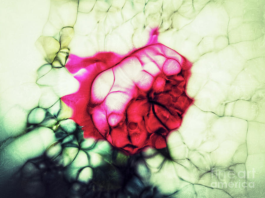 Stylistic red art rose flower Digital Art by Ingo Menhard | Fine Art ...