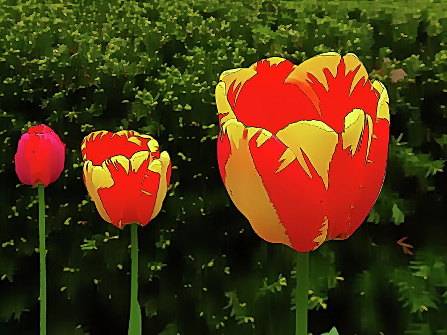 Stylized Tulips Photograph by Lyuba Filatova