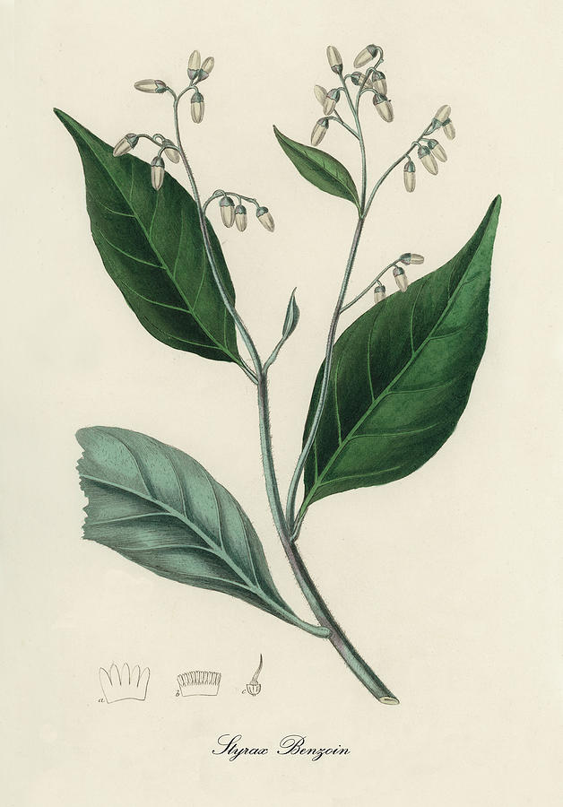 Nature Digital Art -  Styrax Benzoin - Gum Benjamin Tree - Medical Botany - Vintage Botanical Illustration by Studio Grafiikka