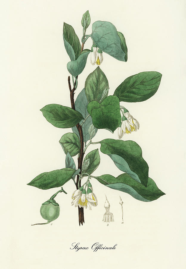 Nature Digital Art - Styrax Officinalis - Storax - Medical Botany - Vintage Botanical Illustration - Plants and Herbs by Studio Grafiikka