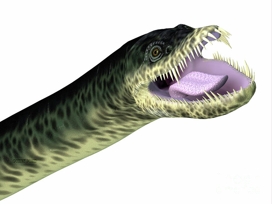 Styxosaurus Reptile Head Digital Art by Corey Ford