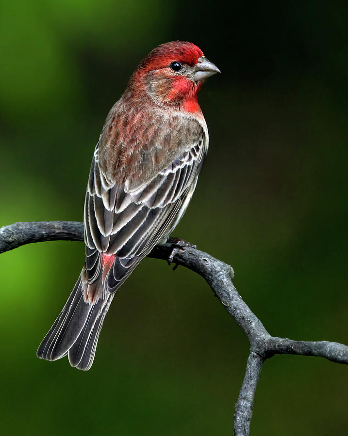 Suave House Finch Photograph by Art Cole - Fine Art America