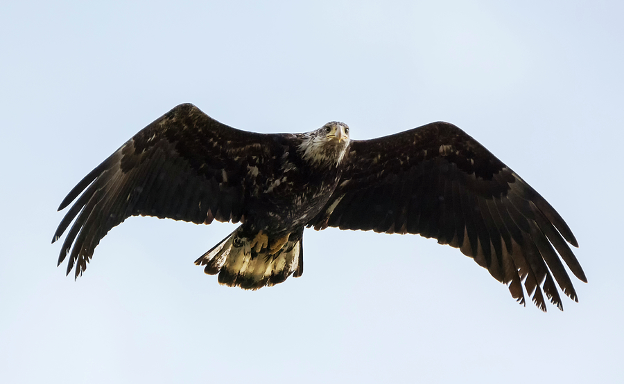 Subadult Bald Eagle Photograph by Loree Johnson