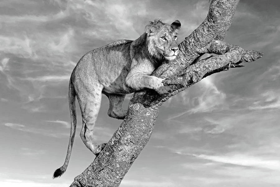 Subadult Lion Portrait - Monochrome Photograph by Eric Albright