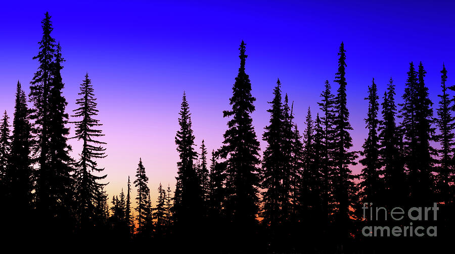 Subalpine firs at sunrise Photograph by Warren Photographic