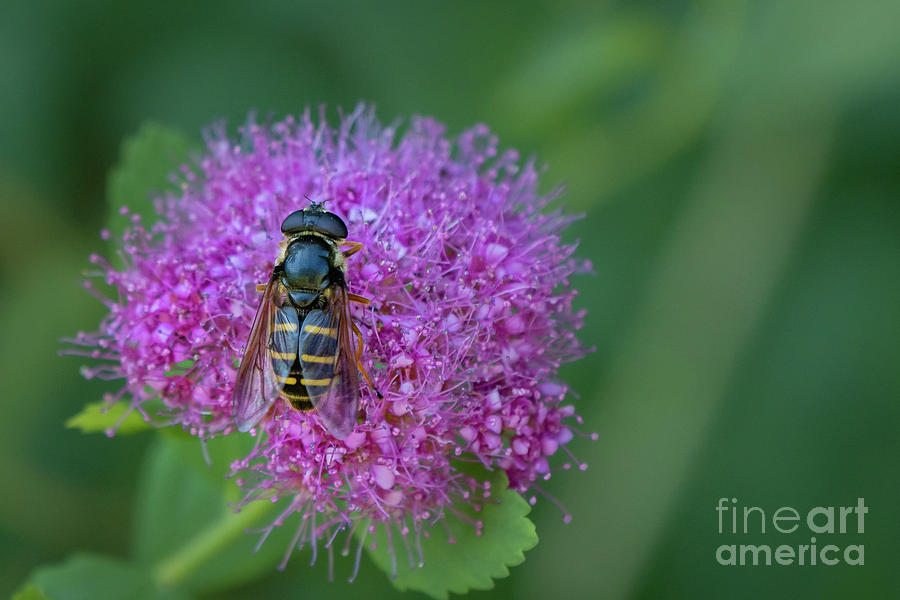 Subalpine Spirea Blossom and Bee Photograph by Nancy Gleason